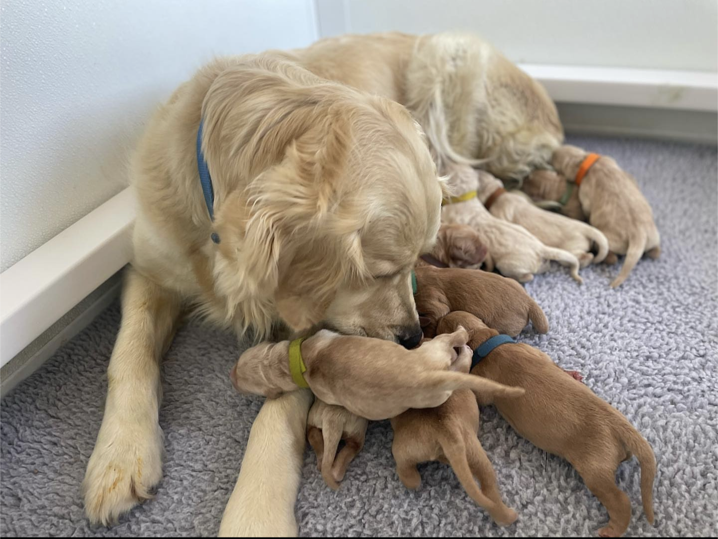 ❗️ ❗️ Emergency ask!! ‼️‼️<br />
ADOPTERS ONLY👣👣<br />
🆘🆘🆘🆘🆘🆘🆘🆘🆘🆘🆘🆘🆘</p>
<p>Hey everyone here's nina she's a wonderful 4 year older golden retriever, her owners parked out of the block, dumbed and tied a pregnant nina in the emty apartment. Fortunately someone managed to find out! We adopted her into the shelter. We found her a foster home and she gave birth to 12 adorable puppies. They've been fostering her & babies and they're now over 8 weeks old. Foster mom is keeping nina as hers. we're now looking for suitable forever homes for all 12 puppies 7 females and 5 males. ‼️‼️‼️🆘</p>
<p>If you think any of these beauties can be the perfect match for you please reach out for more info on personality🆘🆘</p>
<p>TRANSPORTATION AVAILABLE<br />
Houston TX<br />
𝗔𝗱𝗼𝗽𝘁𝗶𝗼𝗻 𝗲𝗺𝗮𝗶𝗹 𝗯𝗲𝗹𝗼𝘄:<br />
lastchanceanimalrescue.hs@gmail.com