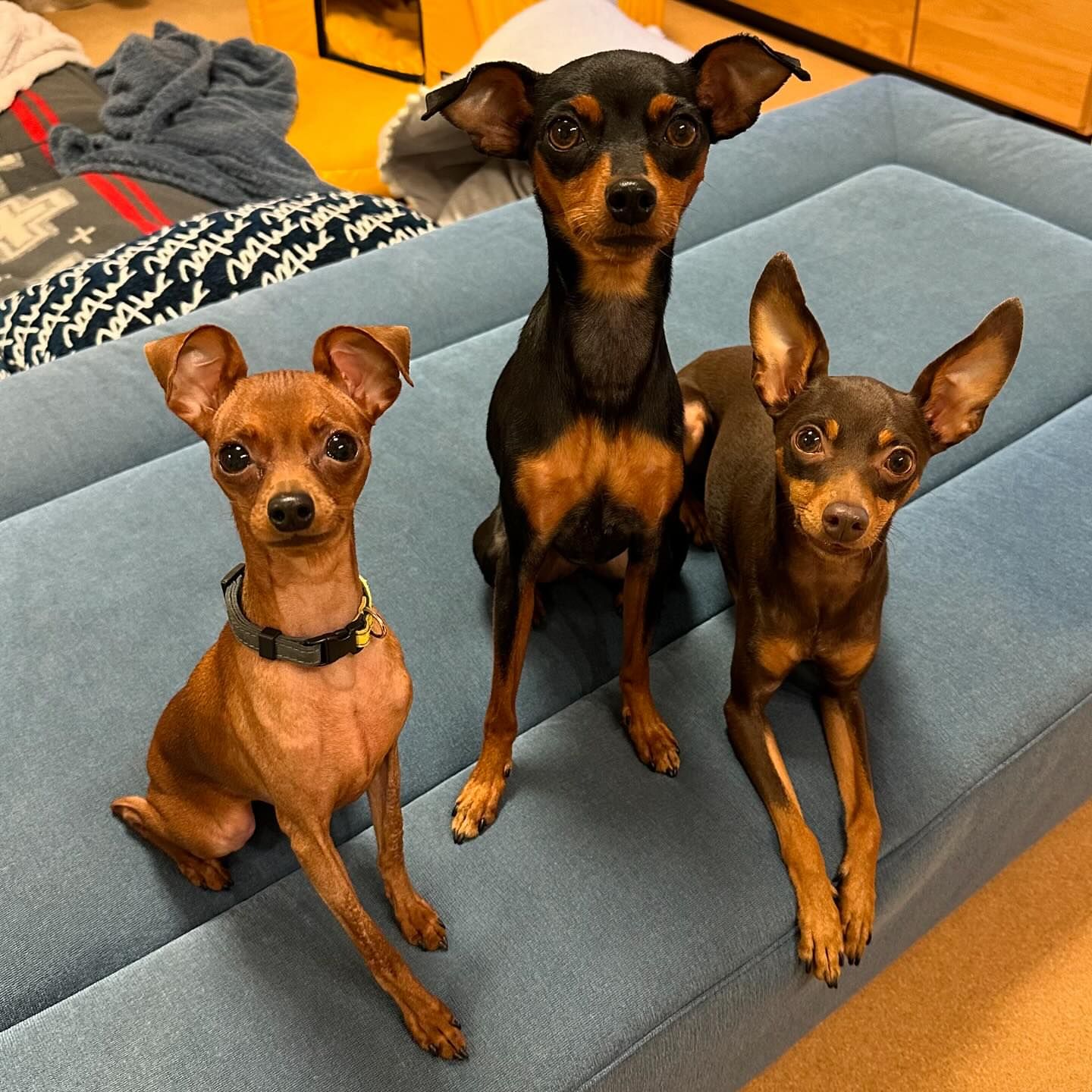 Coco and Arthur ready for adoption.