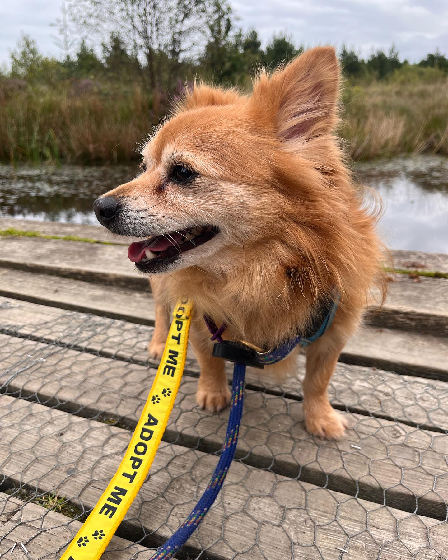 ❗️ ❗️ Emergency ask!! ‼️‼️<br />
ADOPTERS ONLY👣👣<br />
🆘🆘🆘🆘🆘🆘🆘🆘🆘🆘🆘🆘🆘</p>
<p>Hey everyone here's nina she's a wonderful 4 year older golden retriever, her owners parked out of the block, dumbed and tied a pregnant nina in the emty apartment. Fortunately someone managed to find out! We adopted her into the shelter. We found her a foster home and she gave birth to 12 adorable puppies. They've been fostering her & babies and they're now over 8 weeks old. Foster mom is keeping nina as hers. we're now looking for suitable forever homes for all 12 puppies 7 females and 5 males. ‼️‼️‼️🆘</p>
<p>If you think any of these beauties can be the perfect match for you please reach out for more info on personality🆘🆘</p>
<p>TRANSPORTATION AVAILABLE<br />
Houston TX<br />
𝗔𝗱𝗼𝗽𝘁𝗶𝗼𝗻 𝗲𝗺𝗮𝗶𝗹 𝗯𝗲𝗹𝗼𝘄:<br />
lastchanceanimalrescue.hs@gmail.com