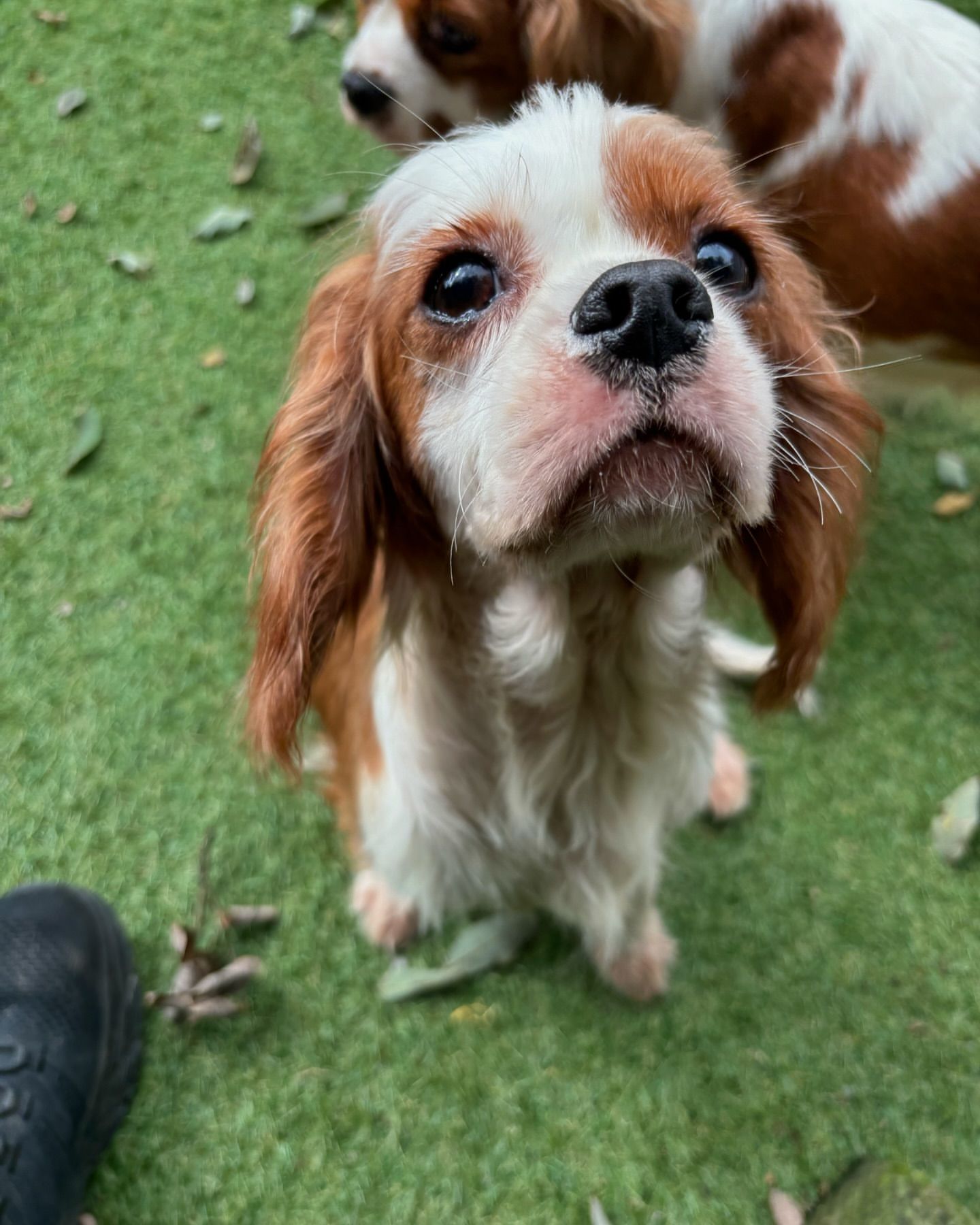 ❗️ ❗️ Emergency ask!! ‼️‼️<br />
ADOPTERS ONLY👣👣<br />
🆘🆘🆘🆘🆘🆘🆘🆘🆘🆘🆘🆘🆘</p>
<p>Hey everyone here's nina she's a wonderful 4 year older golden retriever, her owners parked out of the block, dumbed and tied a pregnant nina in the emty apartment. Fortunately someone managed to find out! We adopted her into the shelter. We found her a foster home and she gave birth to 12 adorable puppies. They've been fostering her & babies and they're now over 8 weeks old. Foster mom is keeping nina as hers. we're now looking for suitable forever homes for all 12 puppies 7 females and 5 males. ‼️‼️‼️🆘</p>
<p>If you think any of these beauties can be the perfect match for you please reach out for more info on personality🆘🆘</p>
<p>TRANSPORTATION AVAILABLE<br />
Houston TX<br />
𝗔𝗱𝗼𝗽𝘁𝗶𝗼𝗻 𝗲𝗺𝗮𝗶𝗹 𝗯𝗲𝗹𝗼𝘄:<br />
lastchanceanimalrescue.hs@gmail.com