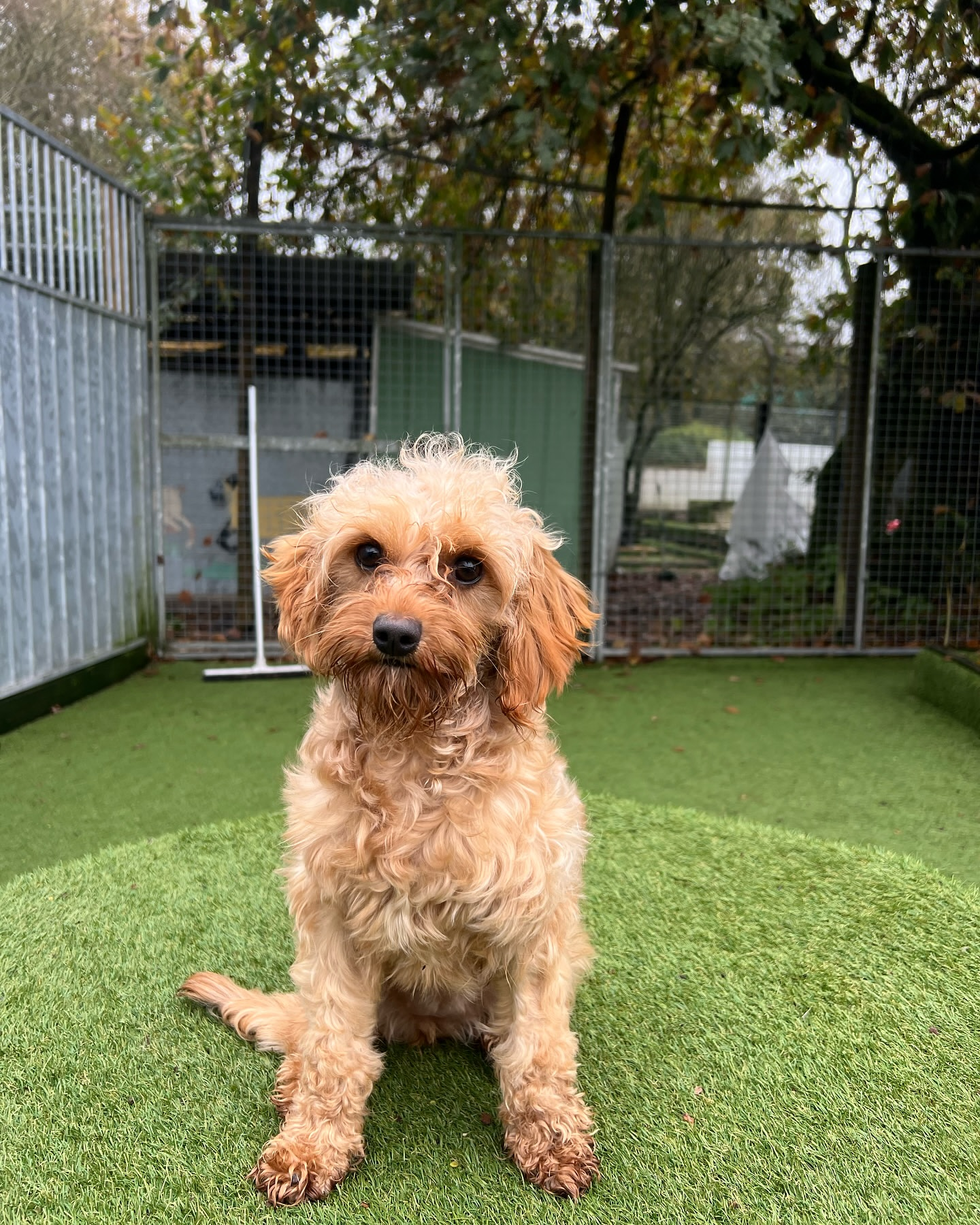 ❗️ ❗️ Emergency ask!! ‼️‼️<br />
ADOPTERS ONLY👣👣<br />
🆘🆘🆘🆘🆘🆘🆘🆘🆘🆘🆘🆘🆘</p>
<p>Hey everyone here's nina she's a wonderful 4 year older golden retriever, her owners parked out of the block, dumbed and tied a pregnant nina in the emty apartment. Fortunately someone managed to find out! We adopted her into the shelter. We found her a foster home and she gave birth to 12 adorable puppies. They've been fostering her & babies and they're now over 8 weeks old. Foster mom is keeping nina as hers. we're now looking for suitable forever homes for all 12 puppies 7 females and 5 males. ‼️‼️‼️🆘</p>
<p>If you think any of these beauties can be the perfect match for you please reach out for more info on personality🆘🆘</p>
<p>TRANSPORTATION AVAILABLE<br />
Houston TX<br />
𝗔𝗱𝗼𝗽𝘁𝗶𝗼𝗻 𝗲𝗺𝗮𝗶𝗹 𝗯𝗲𝗹𝗼𝘄:<br />
lastchanceanimalrescue.hs@gmail.com